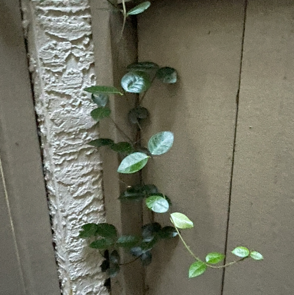 Star Jasmine vine with small, oval leaves growing against a textured wall.