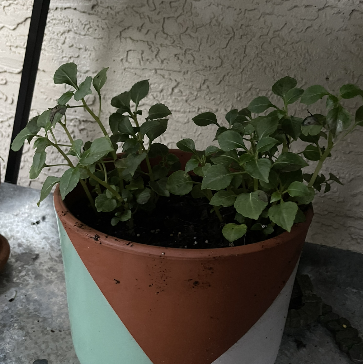 Photo of the plant species Buzzy Lizzy by Lindsay named Your plant on Greg, the plant care app
