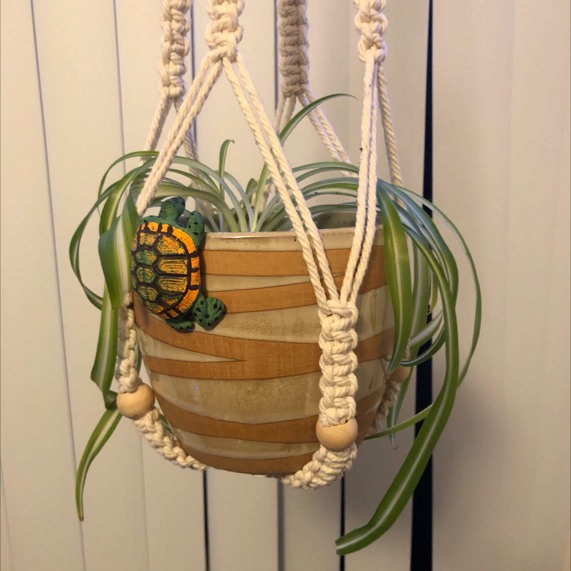 Curly Spider Plant in a hanging pot with a decorative turtle, appears healthy.