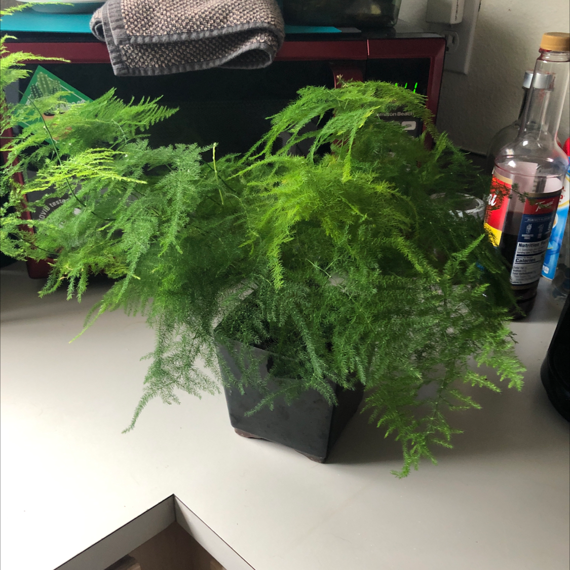 A healthy, full Asparagus Fern plant with lush green foliage in a black pot, set on a surface with household items.