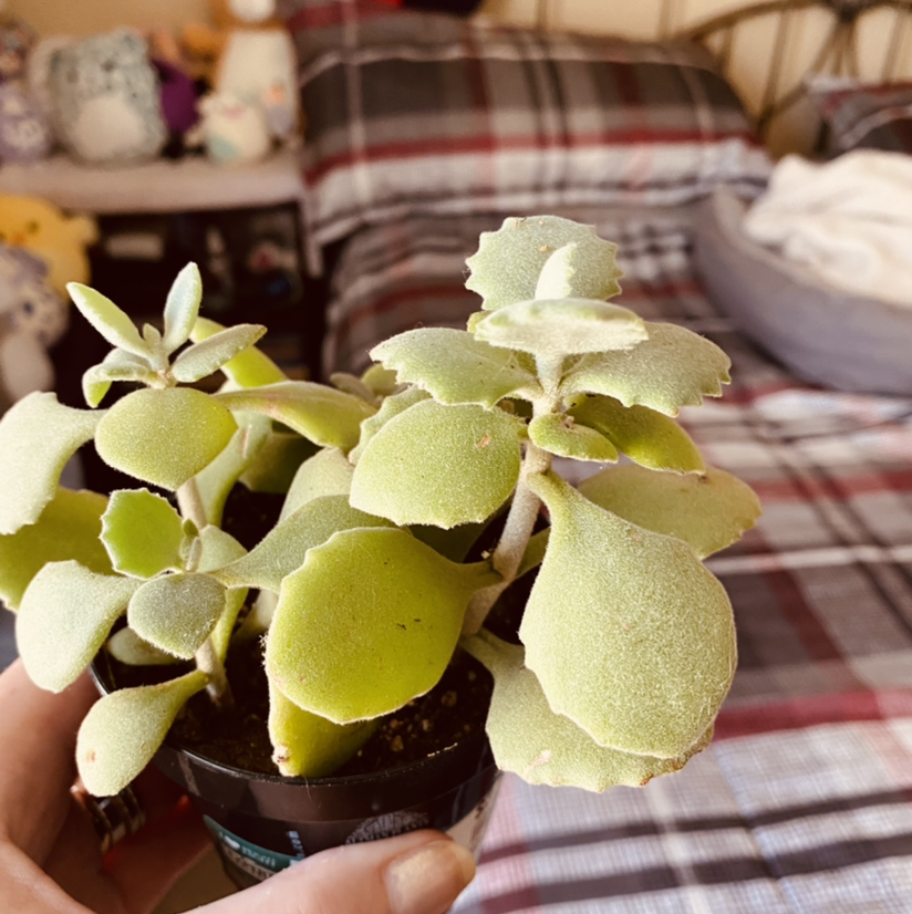 Millot Kalanchoe plant with thick, fleshy leaves. Hand holding the plant. Background includes a bed and other objects.