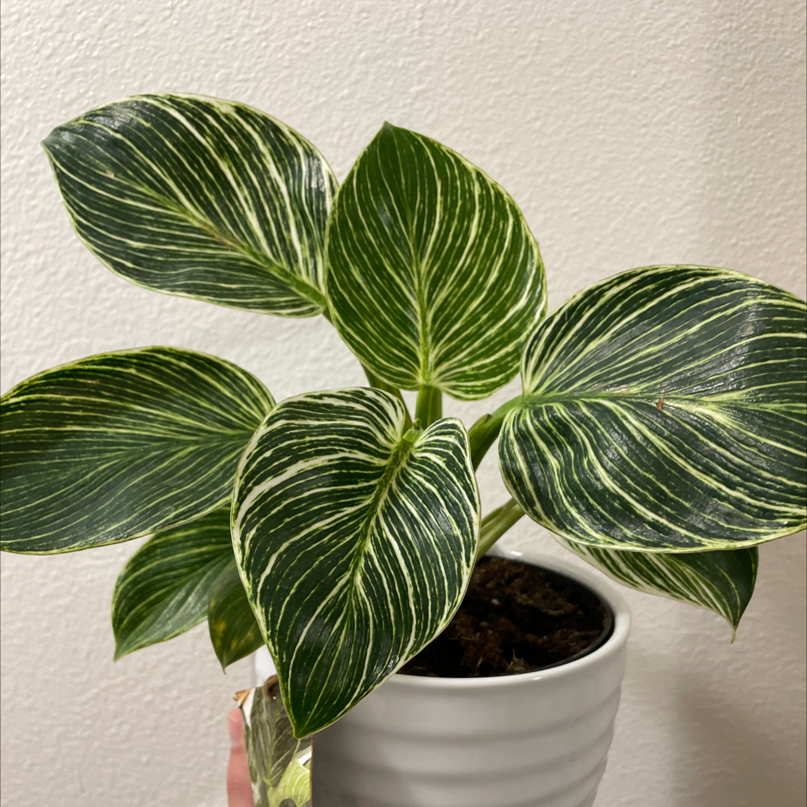 Photo of the plant species Philodendron Birkin by @Drawe17 named Birk on Greg, the plant care app