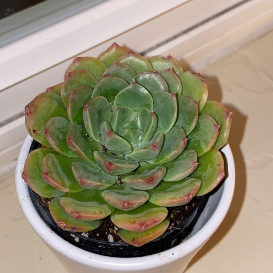 Photo of the plant species Mexican Hens by @Caseygergen11 named Robert Plant on Greg, the plant care app