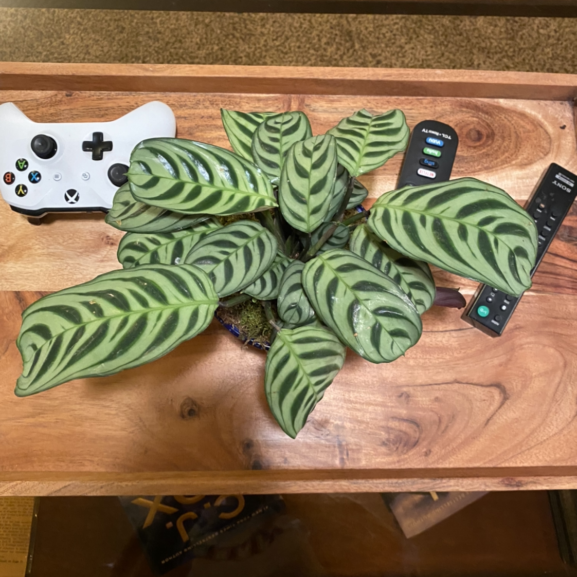 Photo of the plant species Fishbone Prayer Plant by @Caseygergen11 named Darwin on Greg, the plant care app