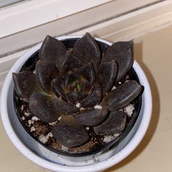 Black Prince plant