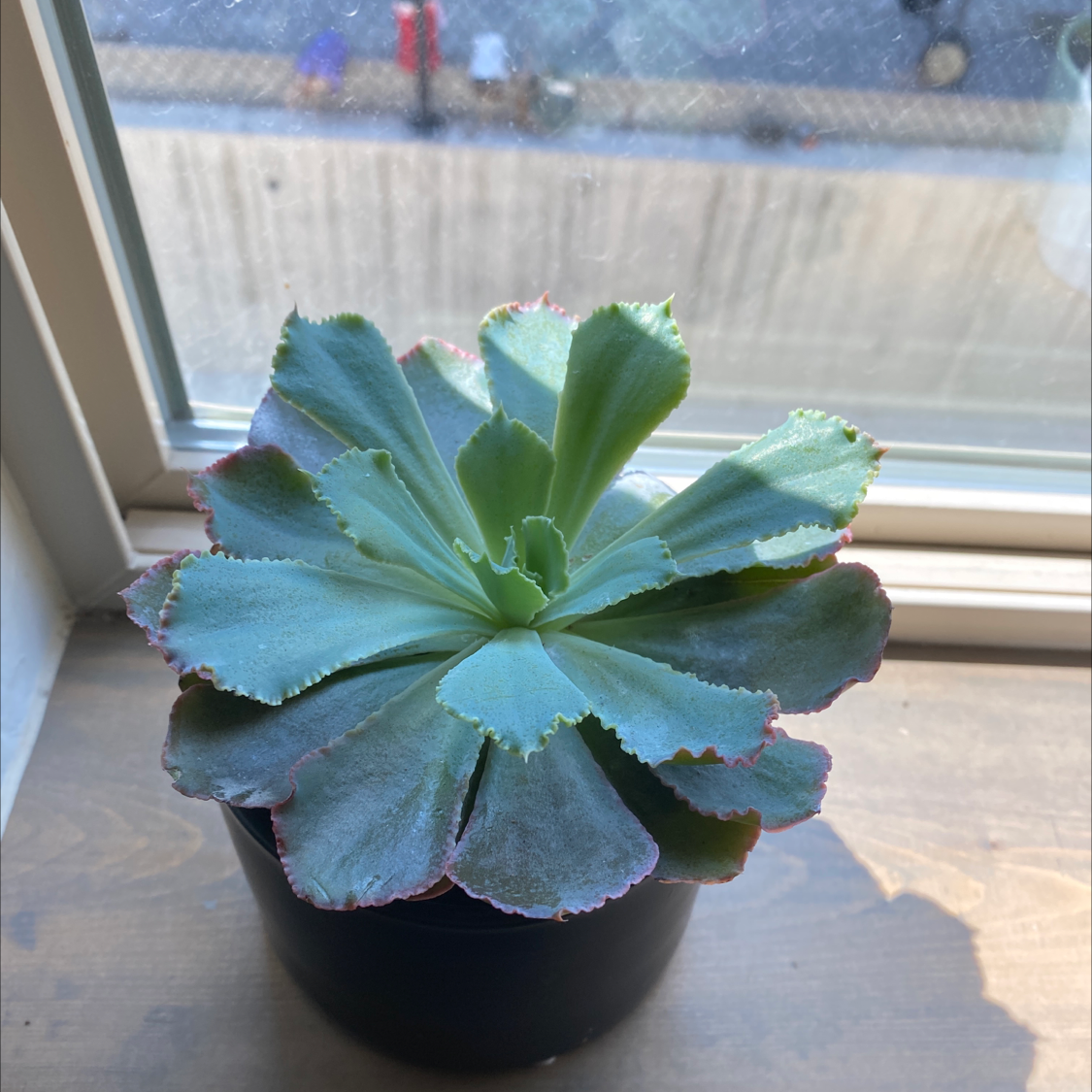 Succulent plant 'Cliff Maids' in a black pot on a windowsill with broad, fleshy leaves.