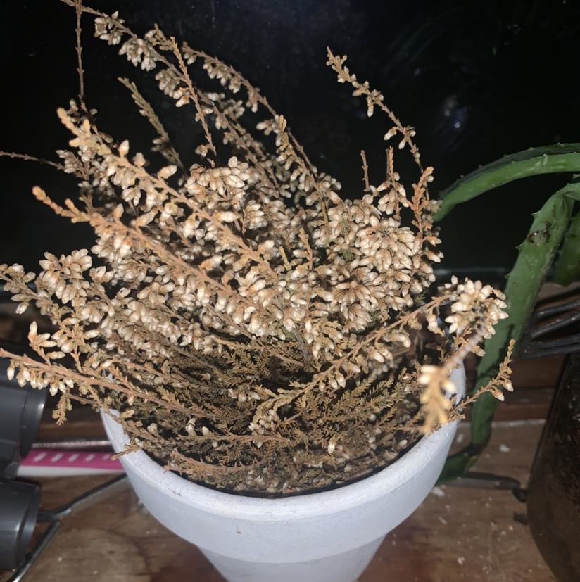 Plant care for Euphrasia ciliolata on Greg, the plant care app