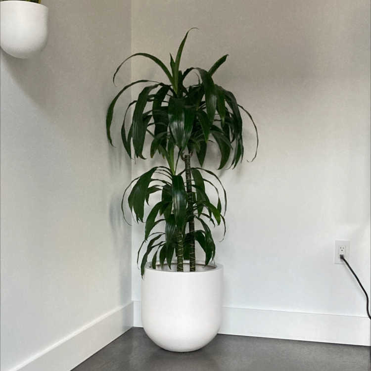 Dracaena 'Lisa' plant in a white pot placed in a corner of a room.