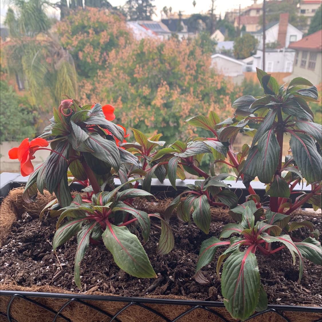 New Guinea Impatiens plant in a planter with visible soil and red flowers.