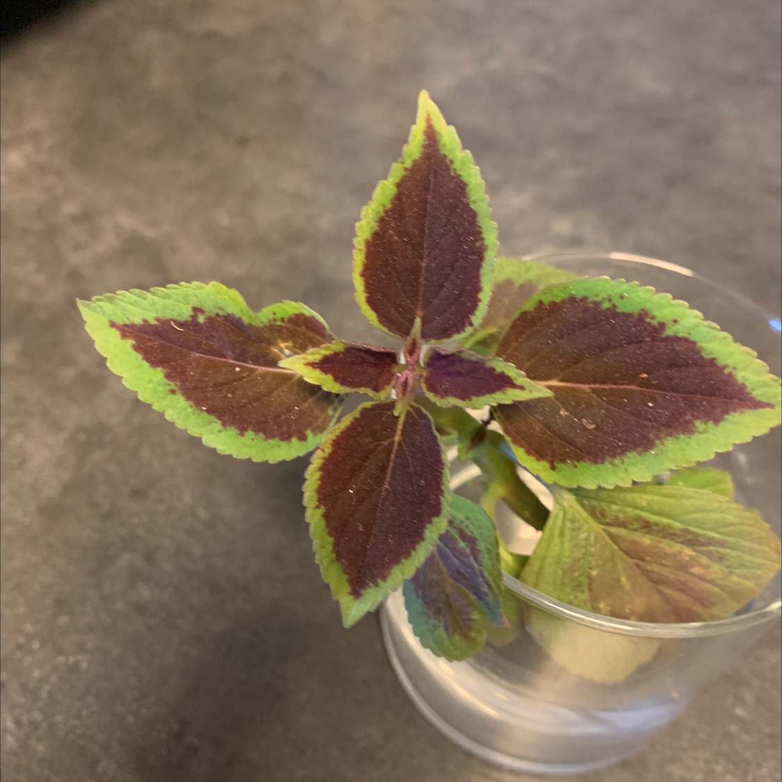 A close-up of a healthy Coleus cutting in water, with vibrant burgundy and green variegated leaves.