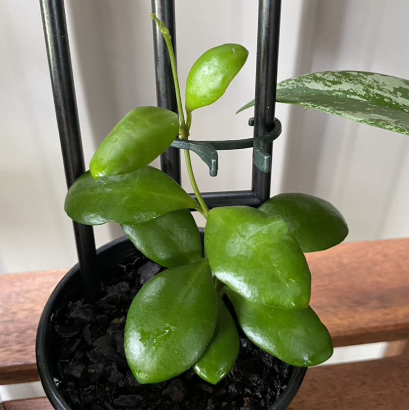 Hoya heuschkeliana plant in a pot with healthy, glossy green leaves.