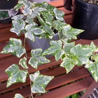 Variegated English Ivy plant in Newstead, Queensland