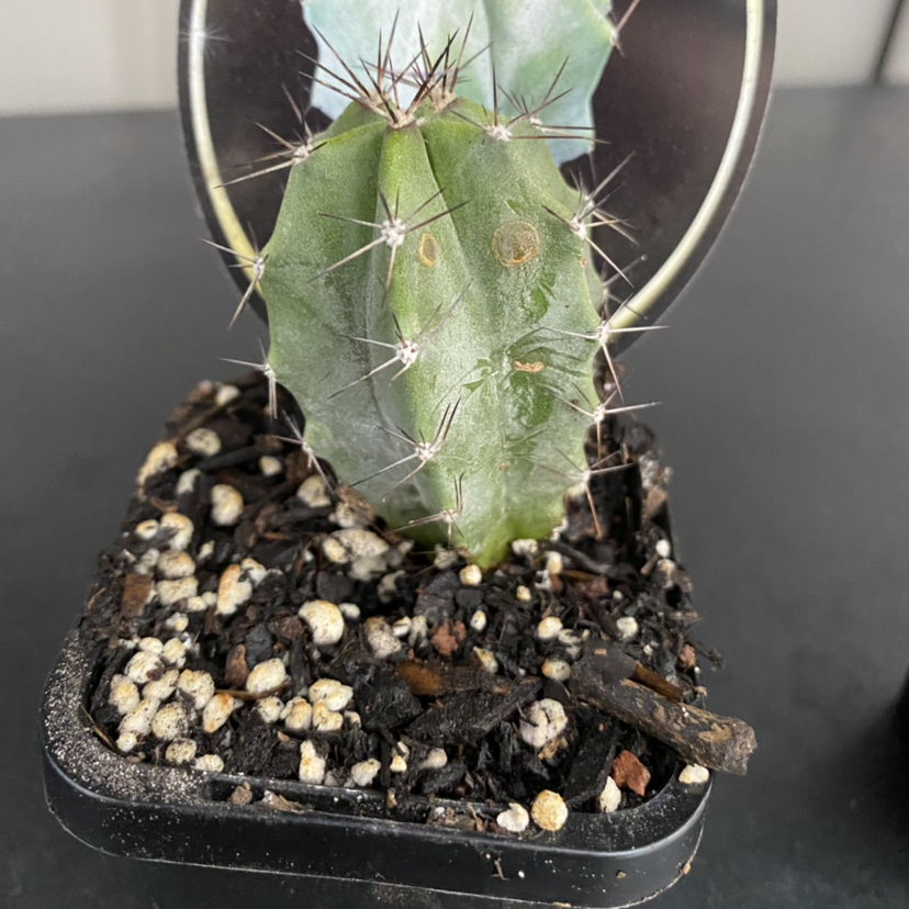 Gray Ghost Organ Pipe cactus in a pot with visible soil, showing some discoloration.