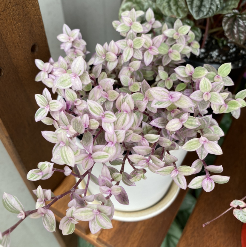 Callisia Pink Panther plant with variegated pink and green leaves in a white pot.