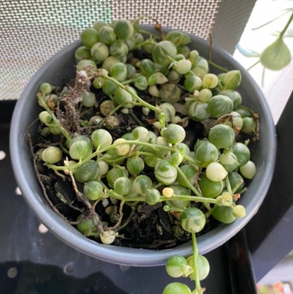 Variegated String of Pearls plant in Newstead, Queensland