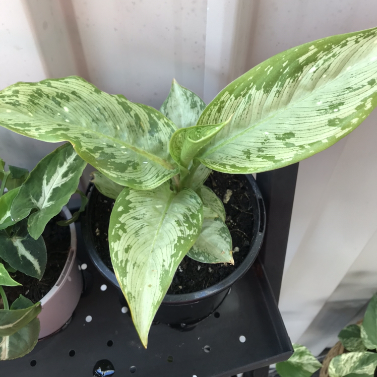 Dieffenbachia 'Memoria Corsii' plant with some leaf discoloration in a pot.