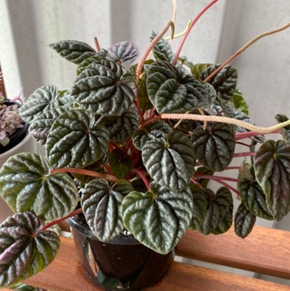 Schumi Red Peperomia plant in Newstead, Queensland
