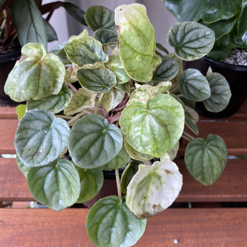 Peperomia Pink Lady plant with variegated leaves, some showing yellowing and browning.