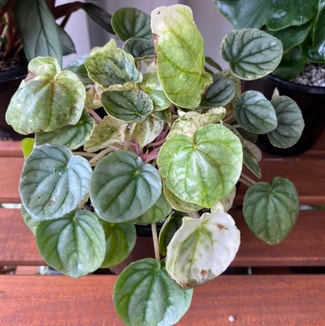 Peperomia Pink Lady plant in Newstead, Queensland