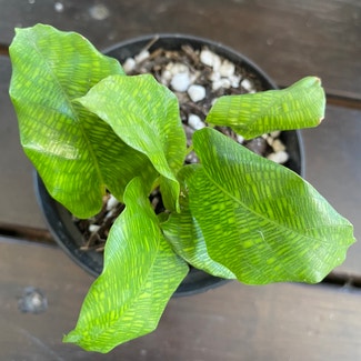 Calathea Musaica plant in Newstead, Queensland