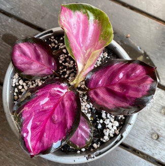 Rose Painted Calathea plant in Newstead, Queensland