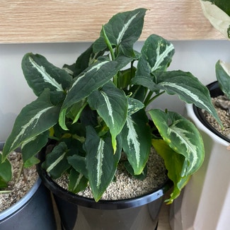 Syngonium wendlandii plant in Newstead, Queensland
