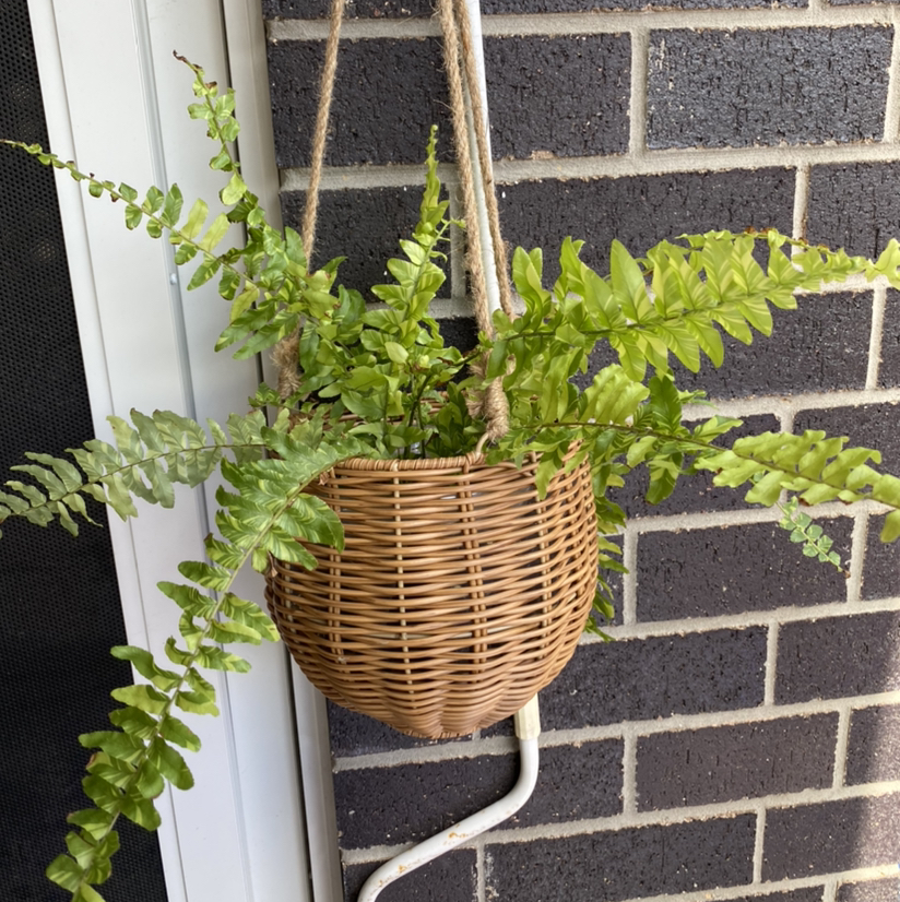 Tiger Fern in a hanging wicker basket against a brick wall.