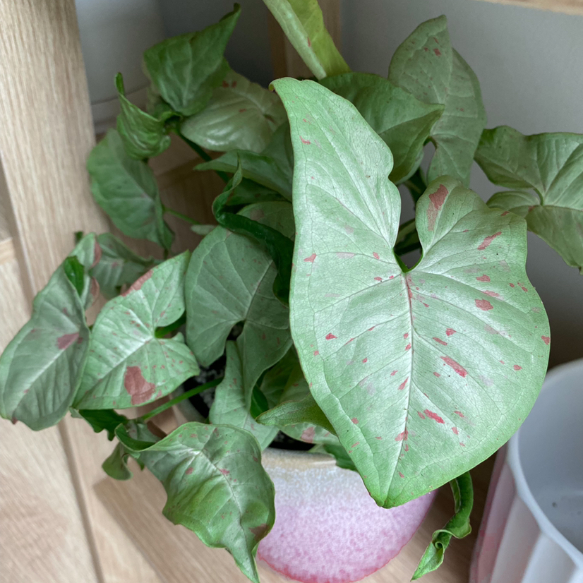 Confetti Syngonium plant with green leaves and pinkish spots in a pot on a wooden shelf.