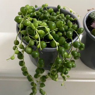 String of Pearls plant in Newstead, Queensland