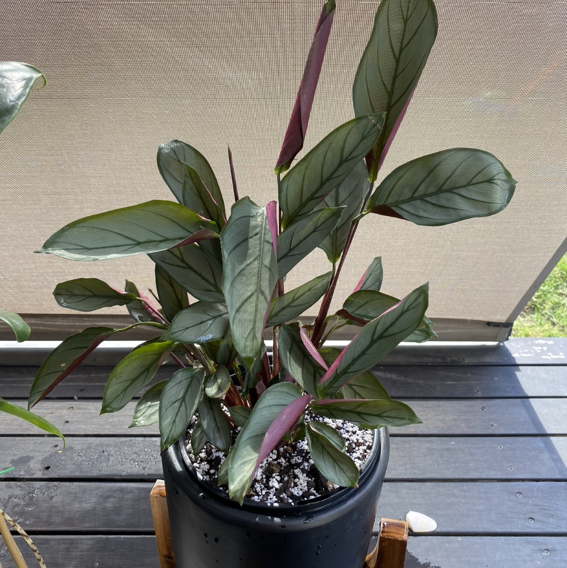 Never Never Plant 'Grey Star' in a black pot with healthy green and greyish leaves.