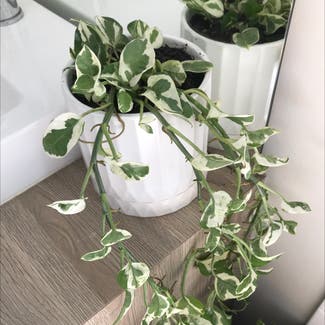 Pearls and Jade Pothos plant in Newstead, Queensland