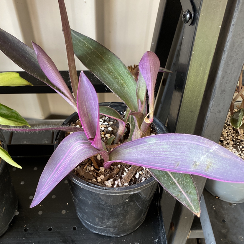Pink Stripe Spiderwort plant in a black pot with purple and green leaves.