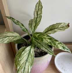 Variegated Peace Lily plant