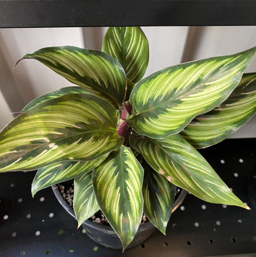 Calathea 'Beauty Star' plant with vibrant green leaves and light green stripes in a pot with visible soil.