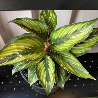 Calathea 'Beauty Star' plant in Newstead, Queensland