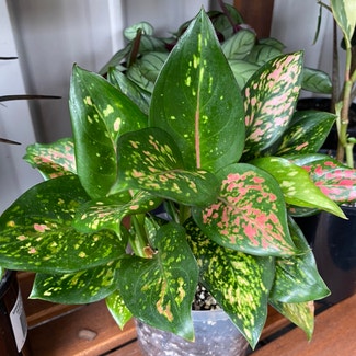 Chinese Evergreen plant in Newstead, Queensland