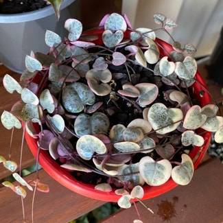 String of Hearts plant in Newstead, Queensland