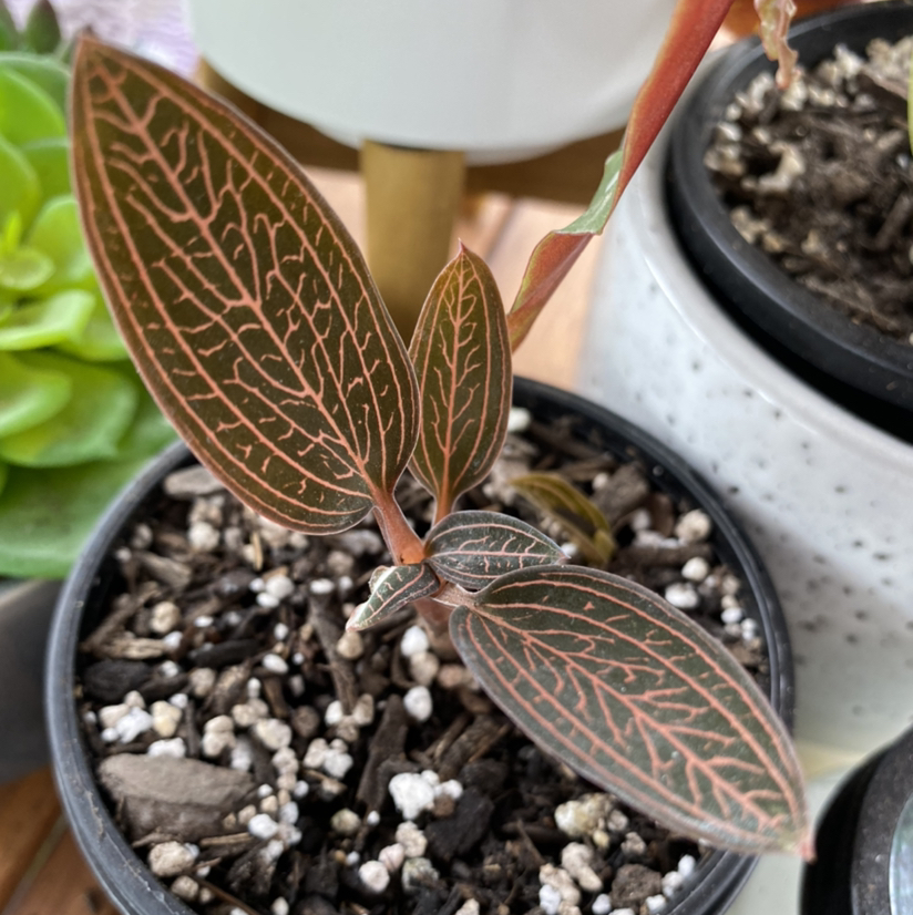 Photo of the plant species Jewel Orchid by @georgia.j named Jewel Orchid ‘Spiderman’ on Greg, the plant care app