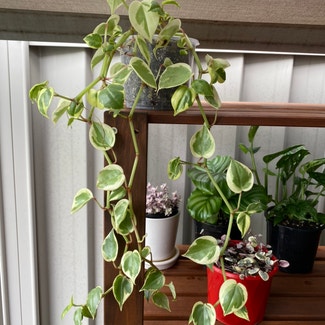 Variegated Peperomia Scandens plant in Newstead, Queensland