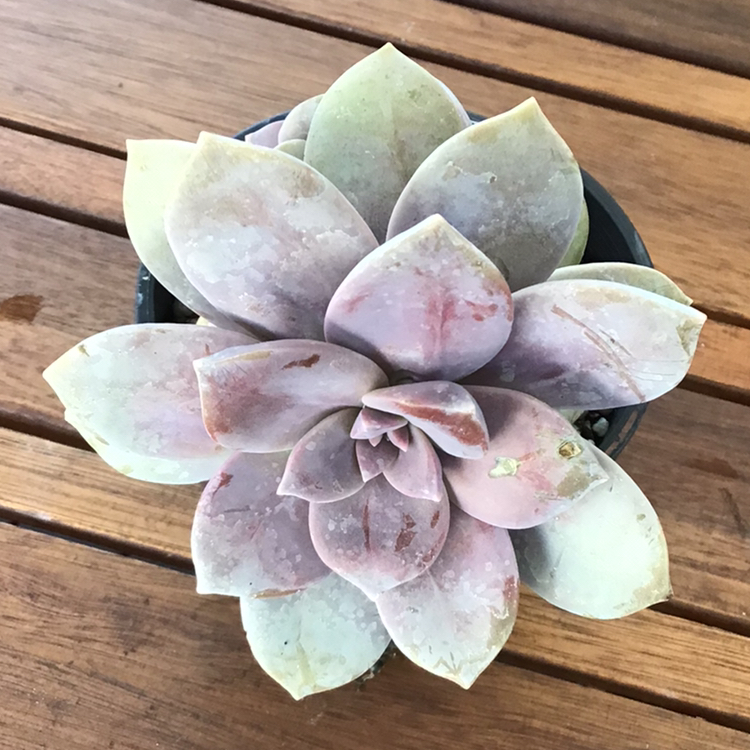 Five Stamen Graptopetalum succulent with some leaf discoloration on a wooden surface.