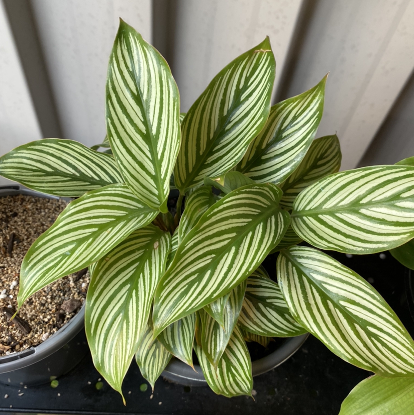 Healthy Calathea Vittata plant with vibrant green leaves and white stripes.