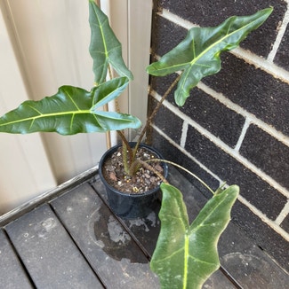 Alocasia 'Sarian' plant in Newstead, Queensland
