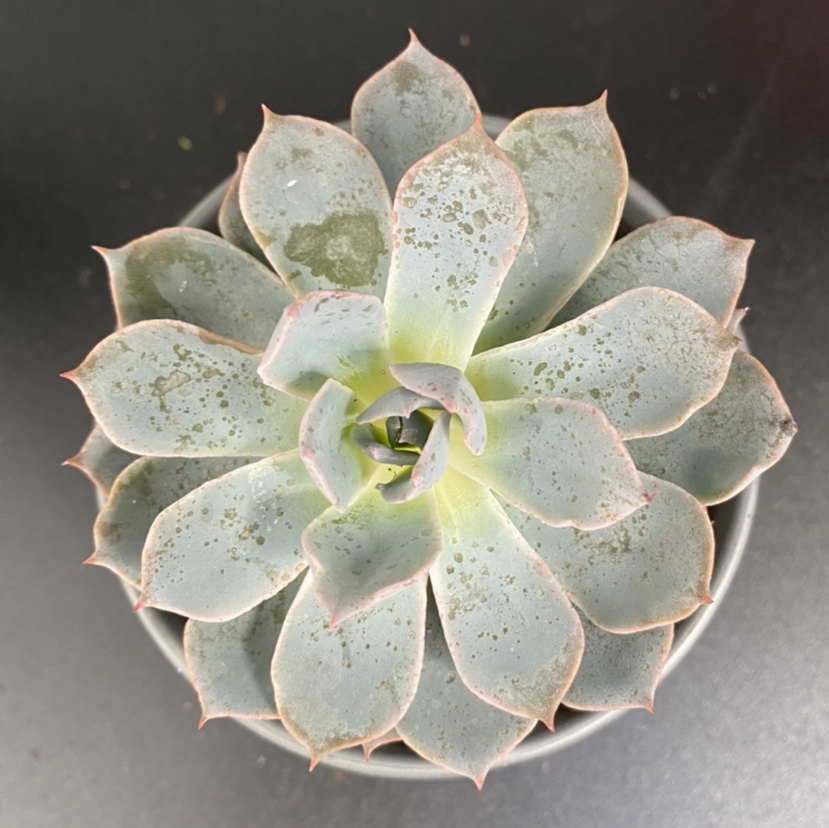 Echeveria 'Morning Beauty' succulent with some leaf spots and discoloration.