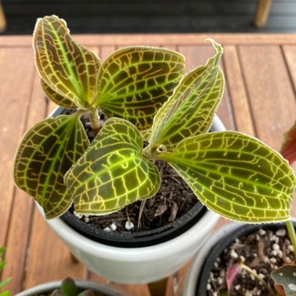 Jewel Orchid plant in Newstead, Queensland