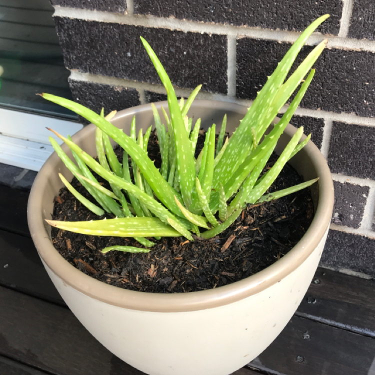 Aloe vera plant photo by @georgia.j named Say Aloe to my little friend on Greg, the plant care app.