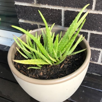 Aloe vera plant in Newstead, Queensland