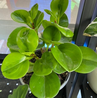 Lemon Lime Peperomia plant in Newstead, Queensland