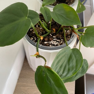 Heartleaf Philodendron plant in Newstead, Queensland
