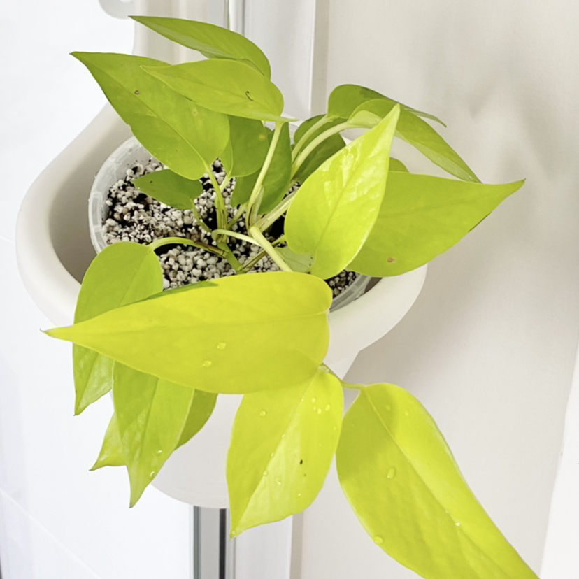Photo of the plant species Neon Pothos by @georgia.j named Neon Pothos on Greg, the plant care app