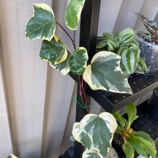 Variegated English Ivy plant in Newstead, Queensland